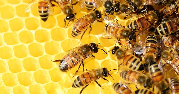 Les abeilles dans la ruche