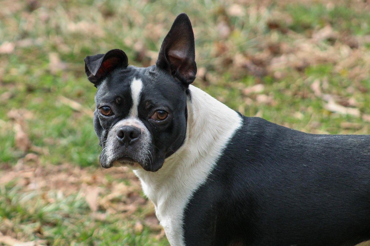 Boston Terrier GreenStyle