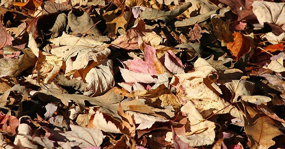 Pacciamatura di foglie