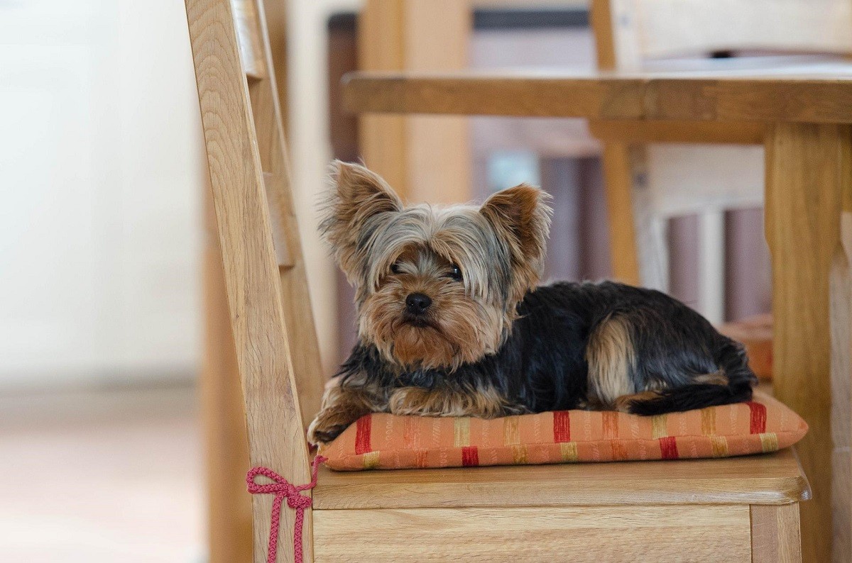 Yorkshire Terrier cane