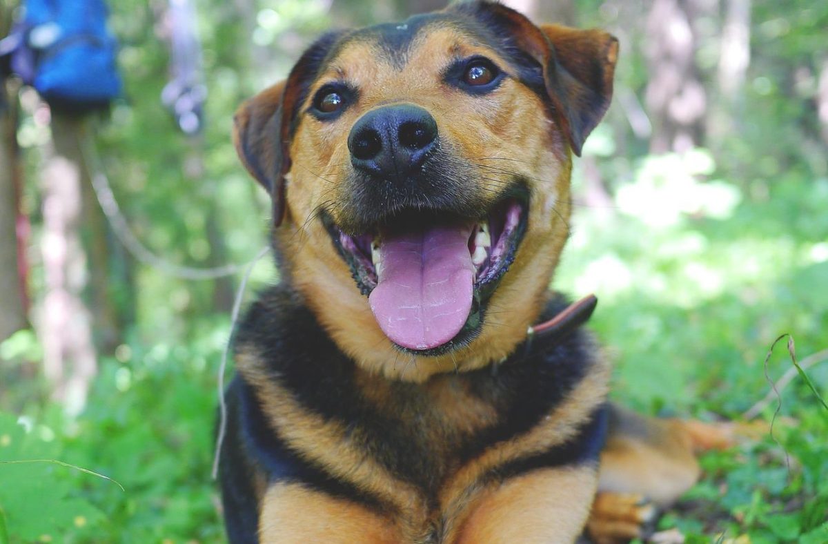Colpo Di Calore Cani Cosa Fare E Come Prevenirlo Greenstyle