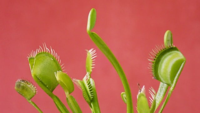 Dionaea muscipula: coltivazione della venere acchiappamosche