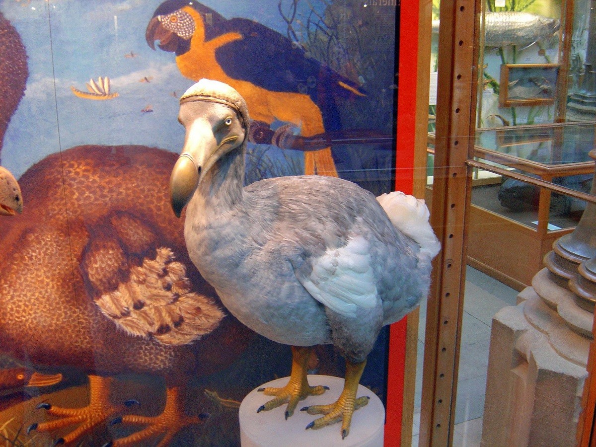 dodo animale