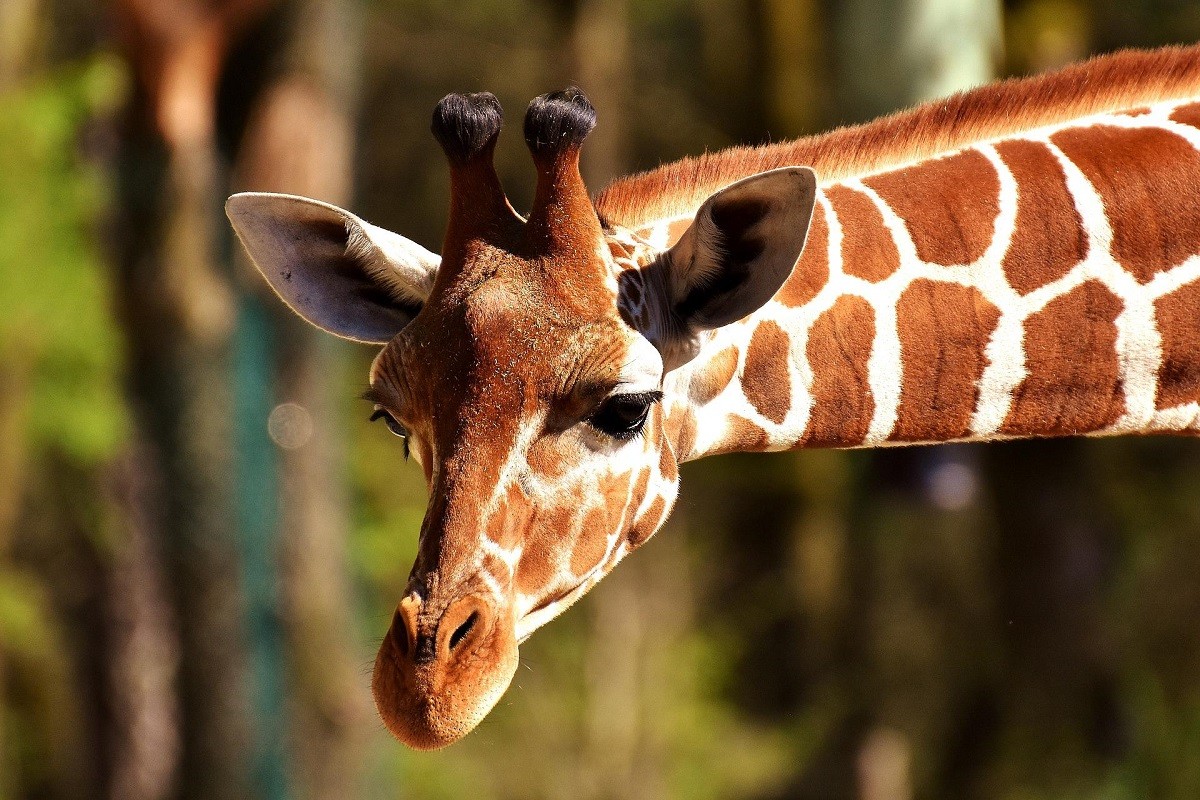 Le 8 curiosità sulla giraffa che devi sapere GreenStyle