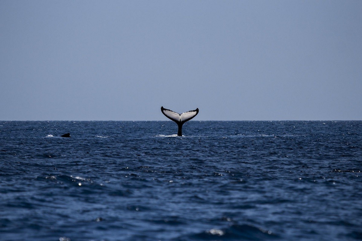 balena megattera