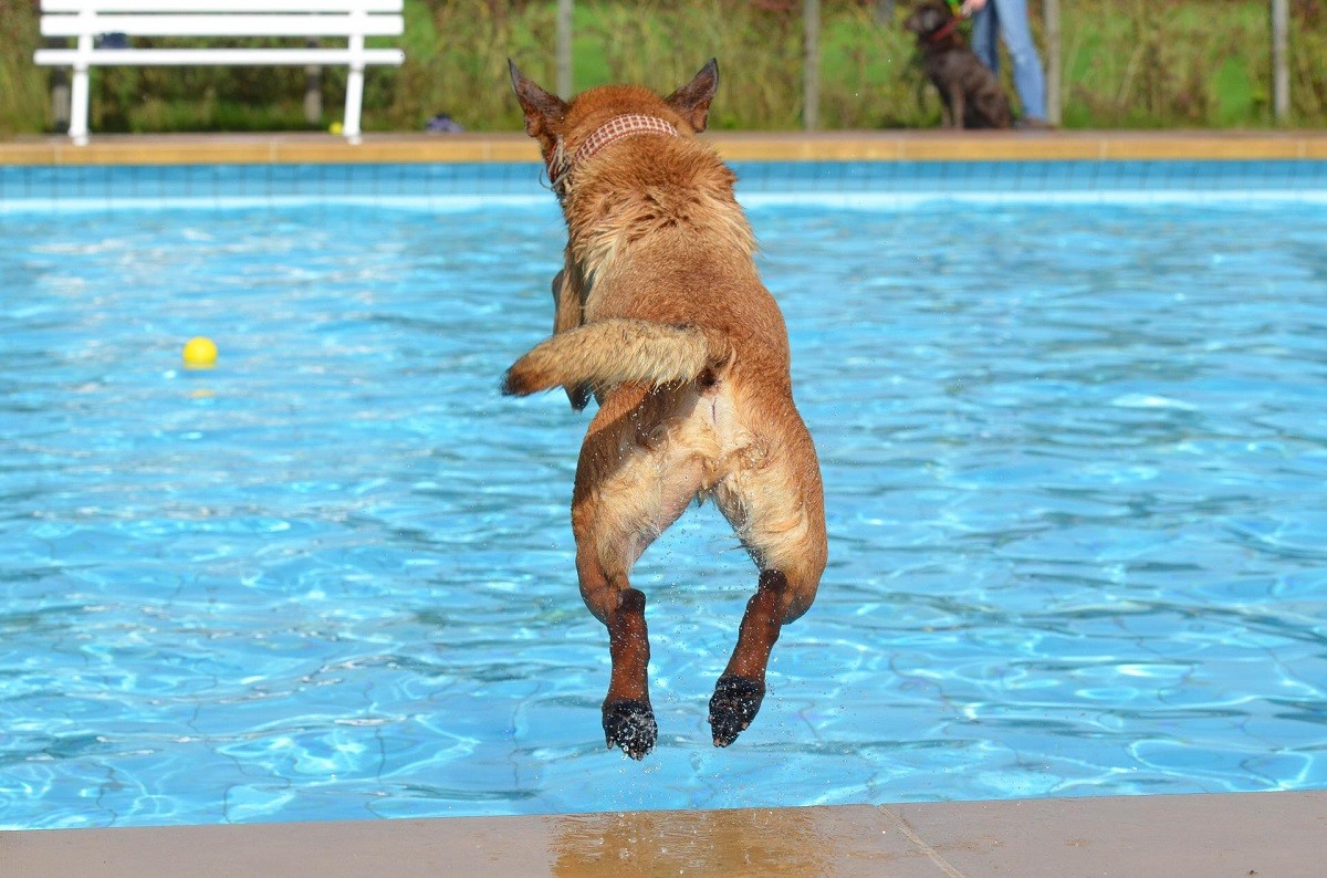 Cura cani in estate: piscina