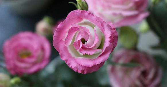 Lisianthus rosa