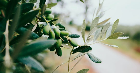 olio extravergine di oliva come si estrae
