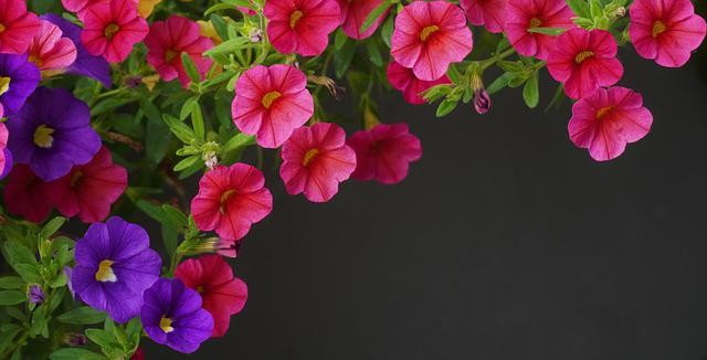 Come coltivare la Petunia e il significato del fiore