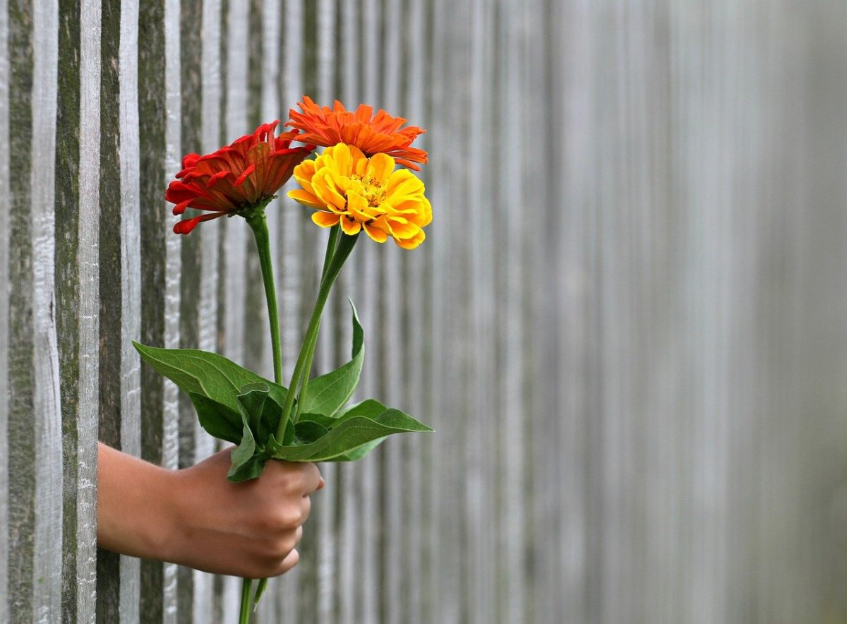 Il significato dei fiori più comuni e quali regalare - GreenStyle