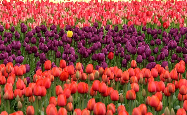 Tulipani: come coltivarli in vaso o in giardino