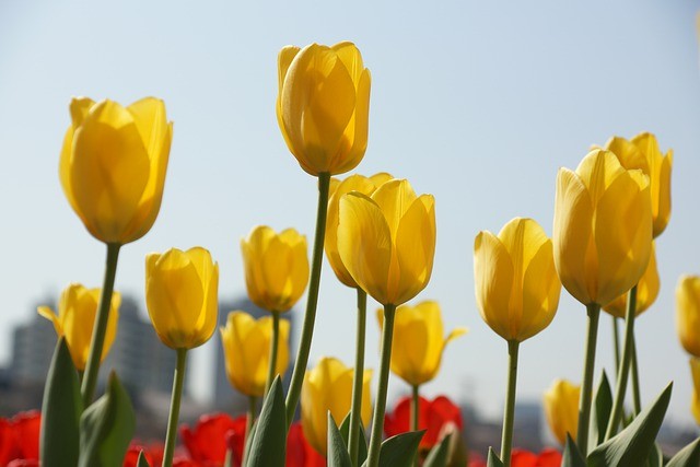 Tulipani: come coltivarli in vaso o in giardino