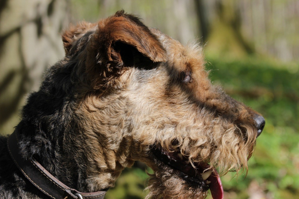 airedale terrier cane