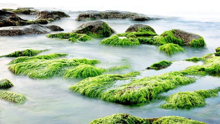 Alghe azzurre: cosa sono, caratteristiche e usi