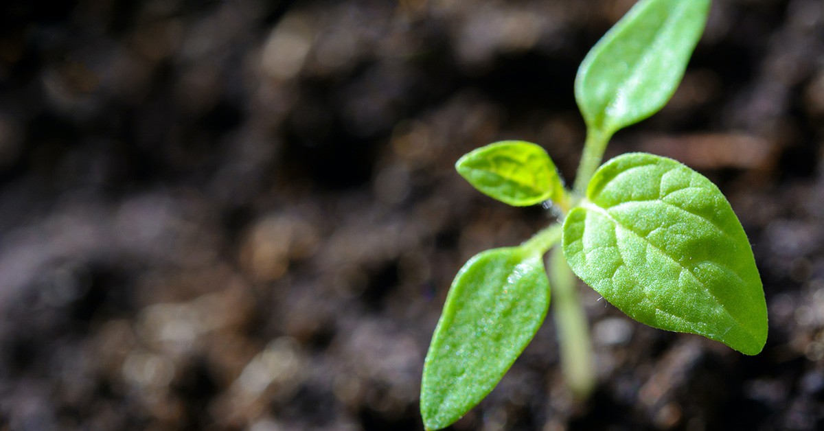 Agricoltura Rigenerativa Cos E Vantaggi GreenStyle