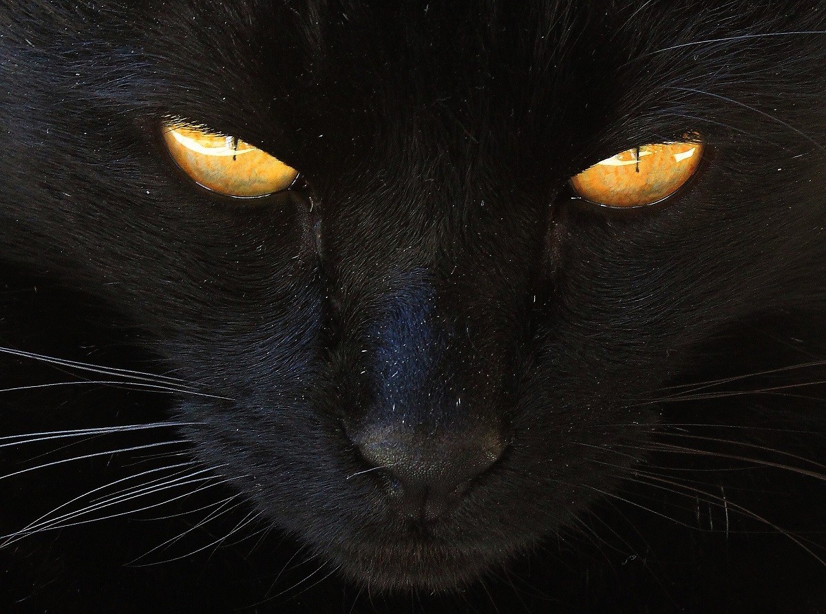 Come Vedono I Gatti GreenStyle