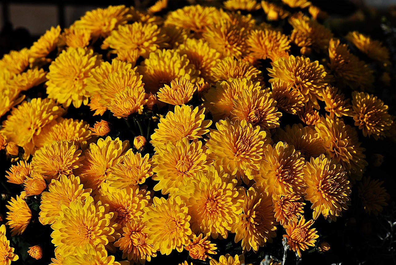 pianta di crisantemi gialla