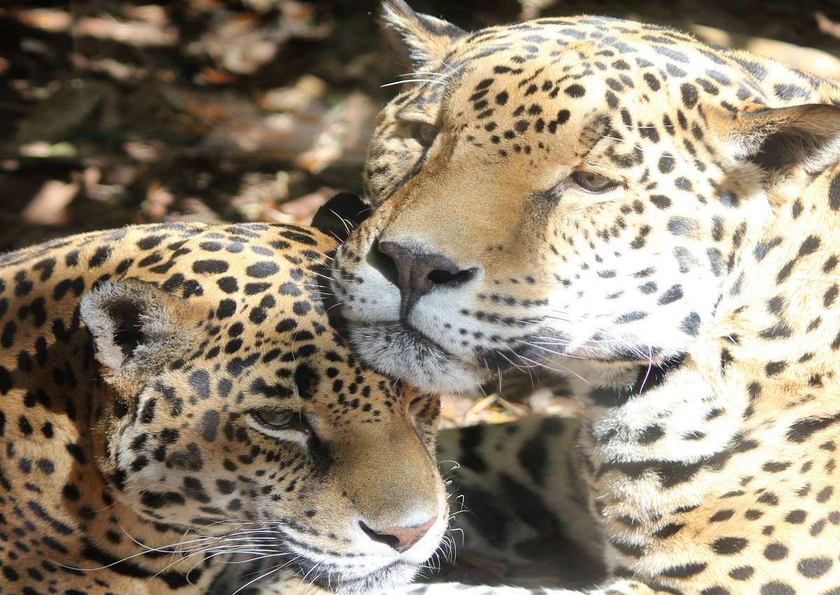 leopardi