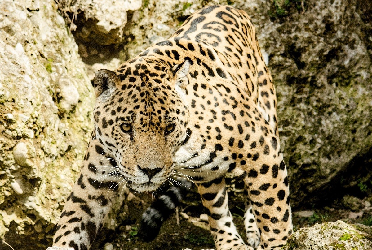 Leopardo Dove Vive Cosa Mangia Aspetto GreenStyle