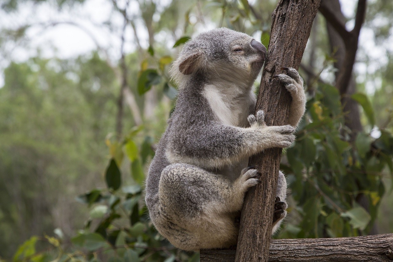koala animale