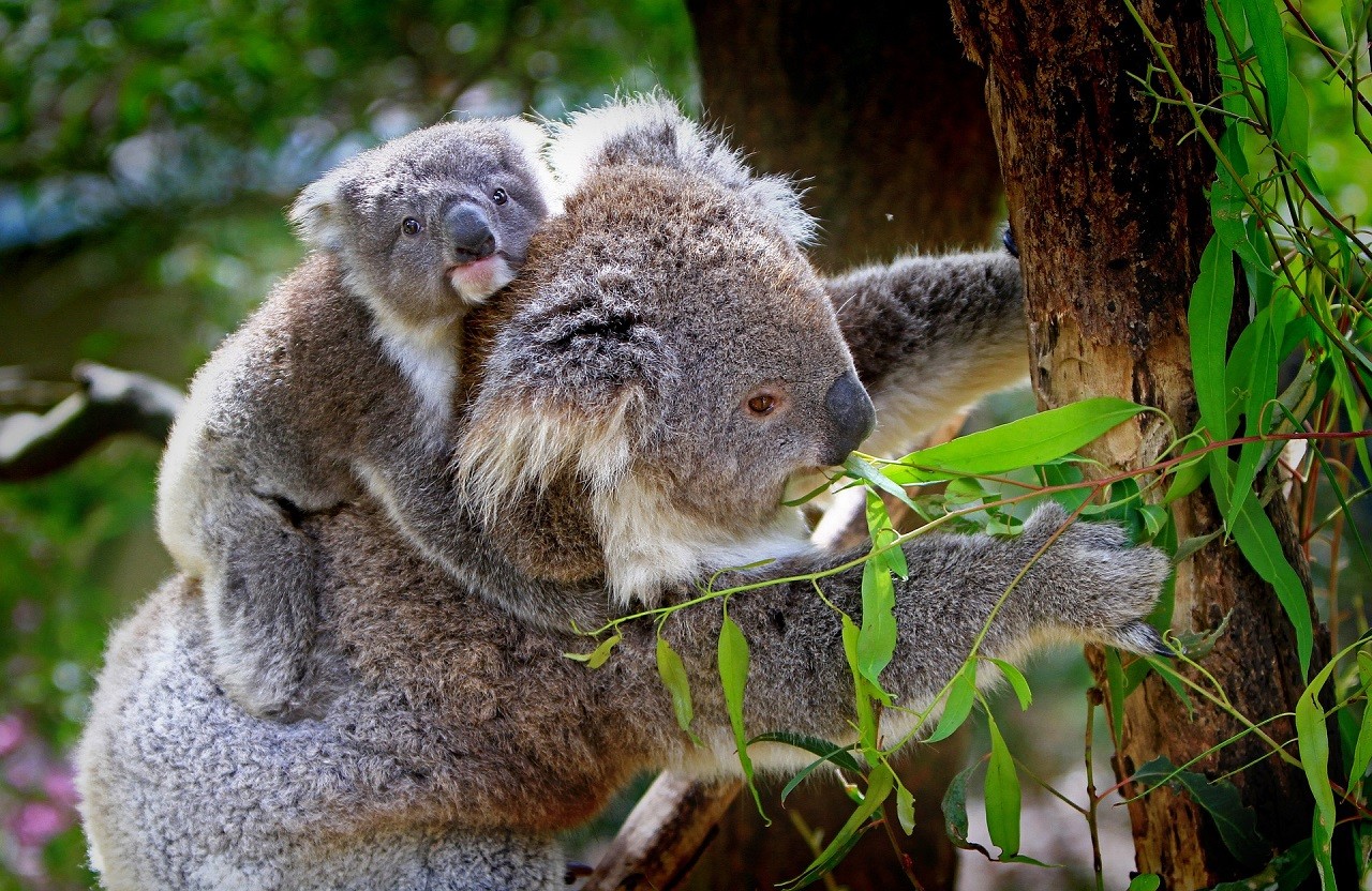 koala cucciolo