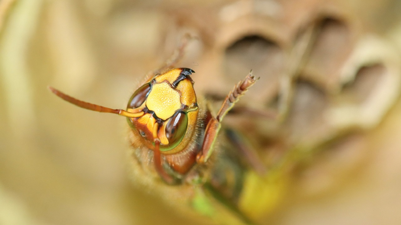 Quali sono le differenze tra ape