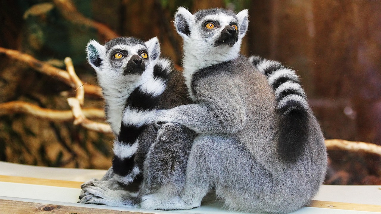 Giornata Internazionale dei Diritti degli Animali, lemuri