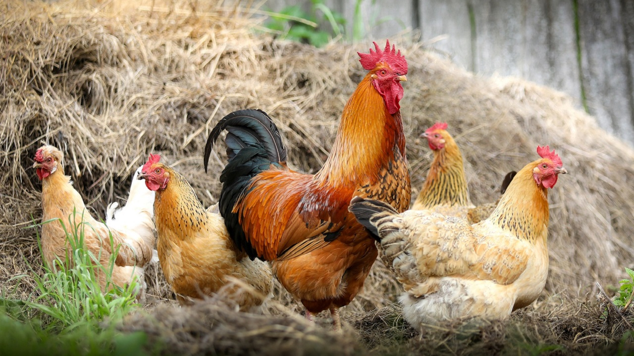 Giornata Internazionale dei Diritti degli Animali, polli