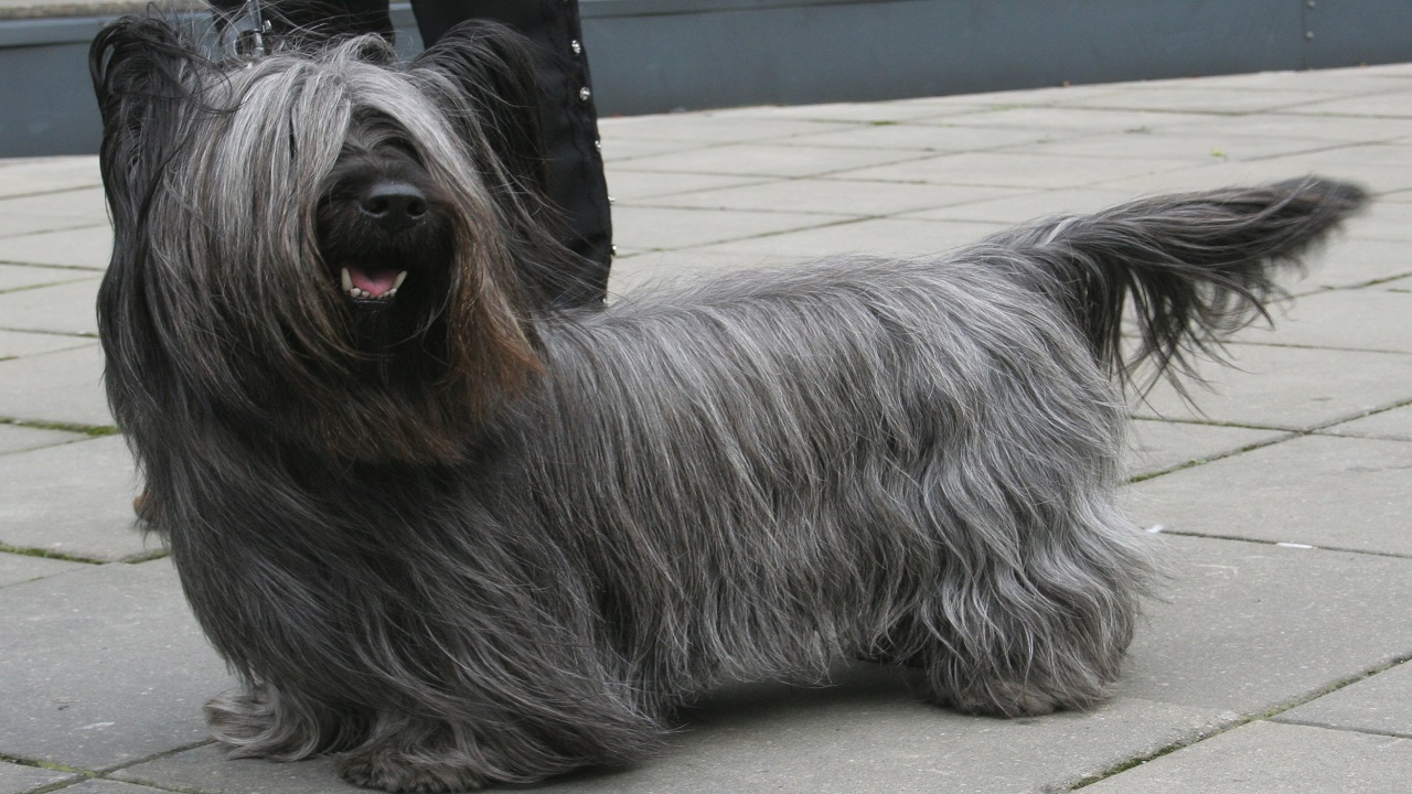 Skye Terrier grigio