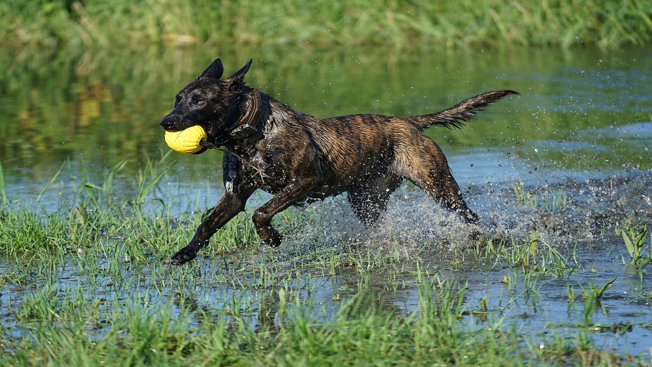 Cane da pastore olandese gioca