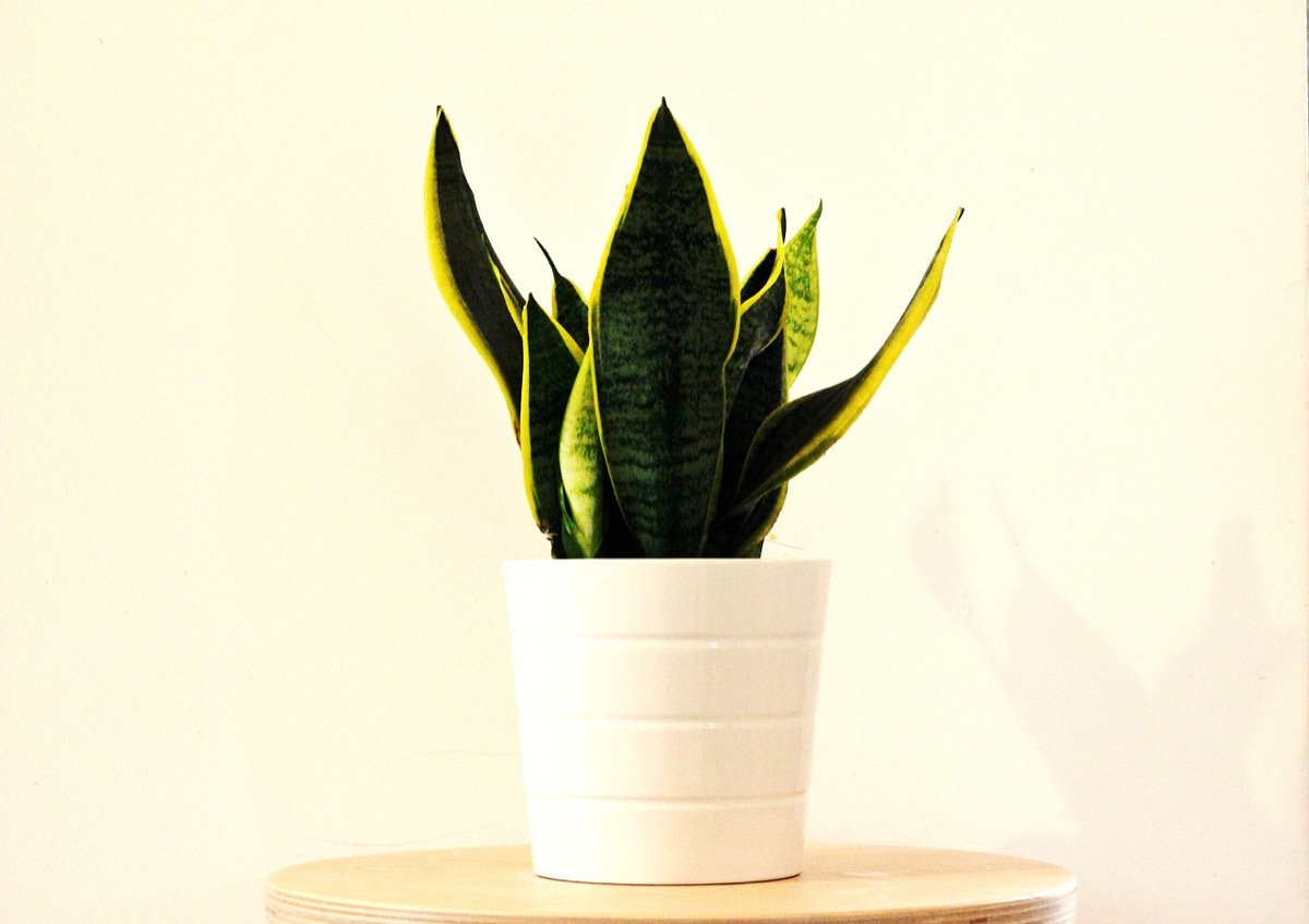 Come Curare La Pianta Sansevieria GreenStyle