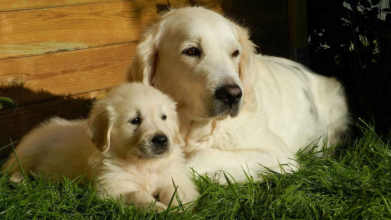 Golden Retriever, mamma e cucciolo
