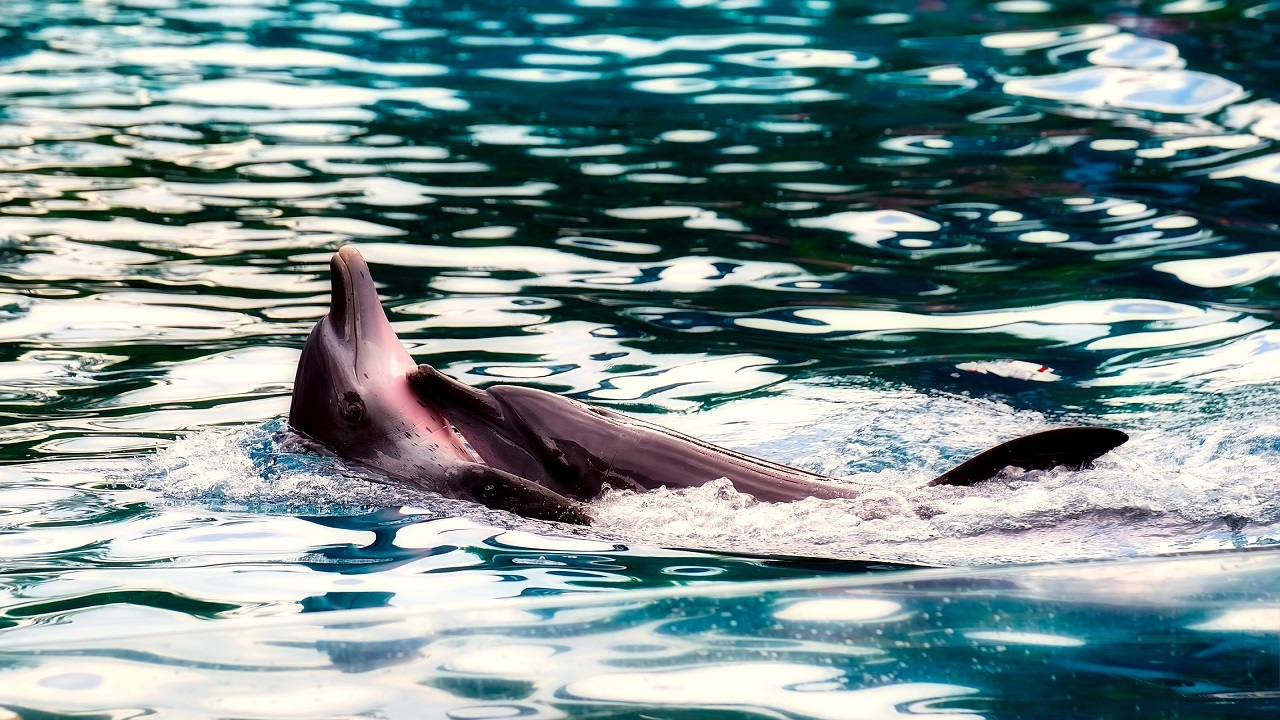 delfini nuotano