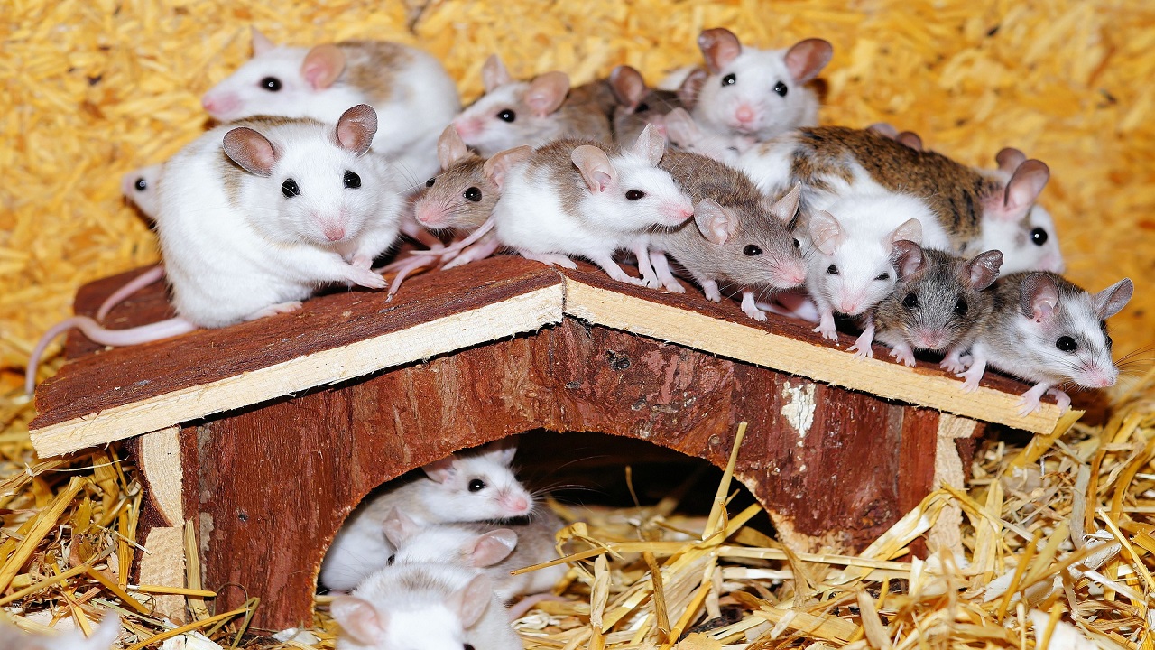 Famille de souris