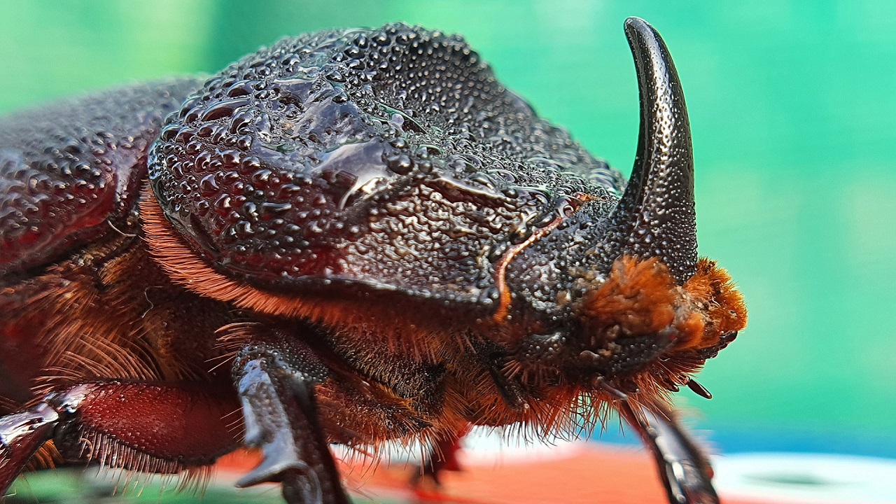 L'animal le plus fort du monde : le scarabée rhinocéros