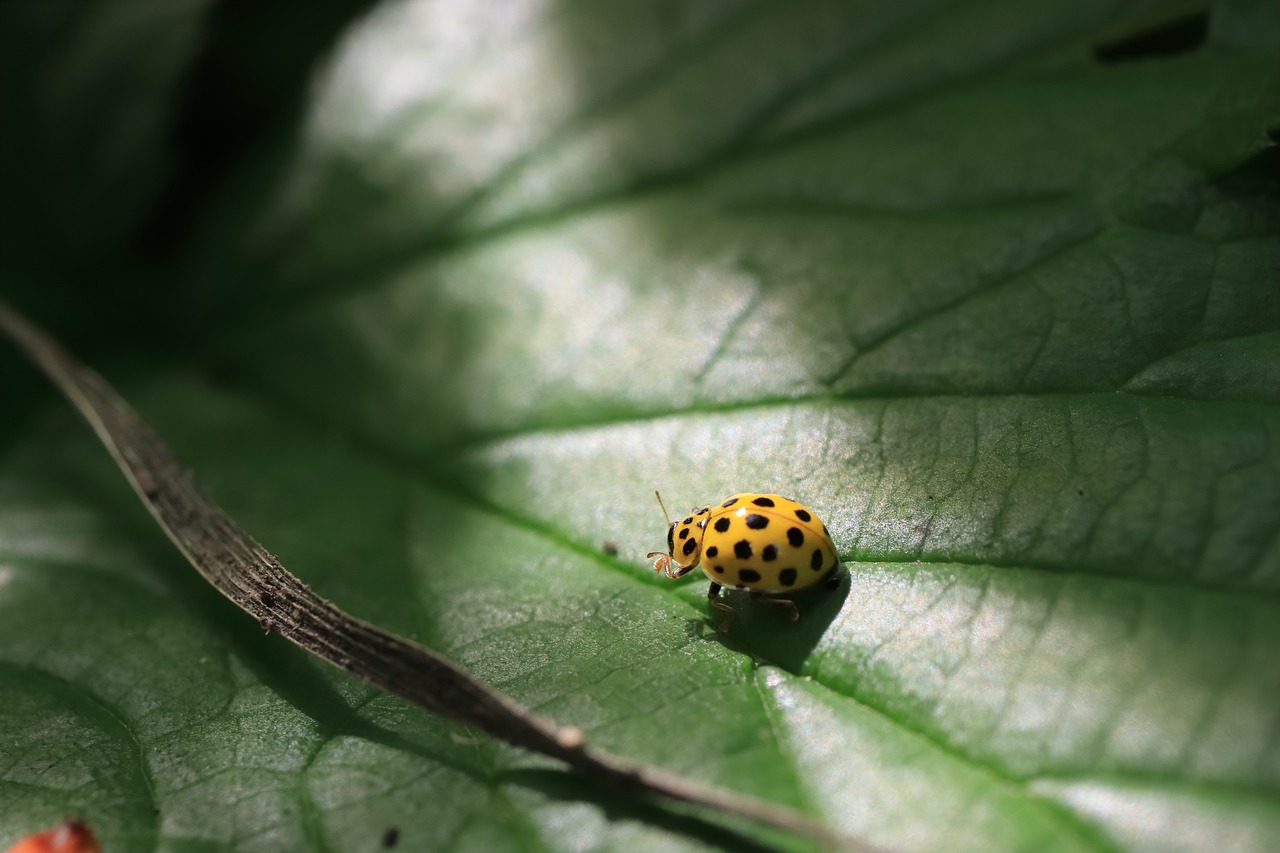 Cosa significa vedere una coccinella gialla? - GreenStyle
