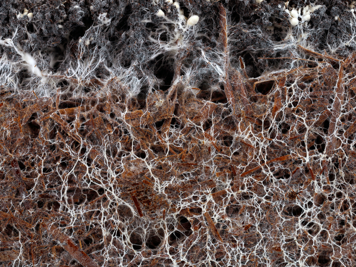 utilisation du mycélium comme biomatériau