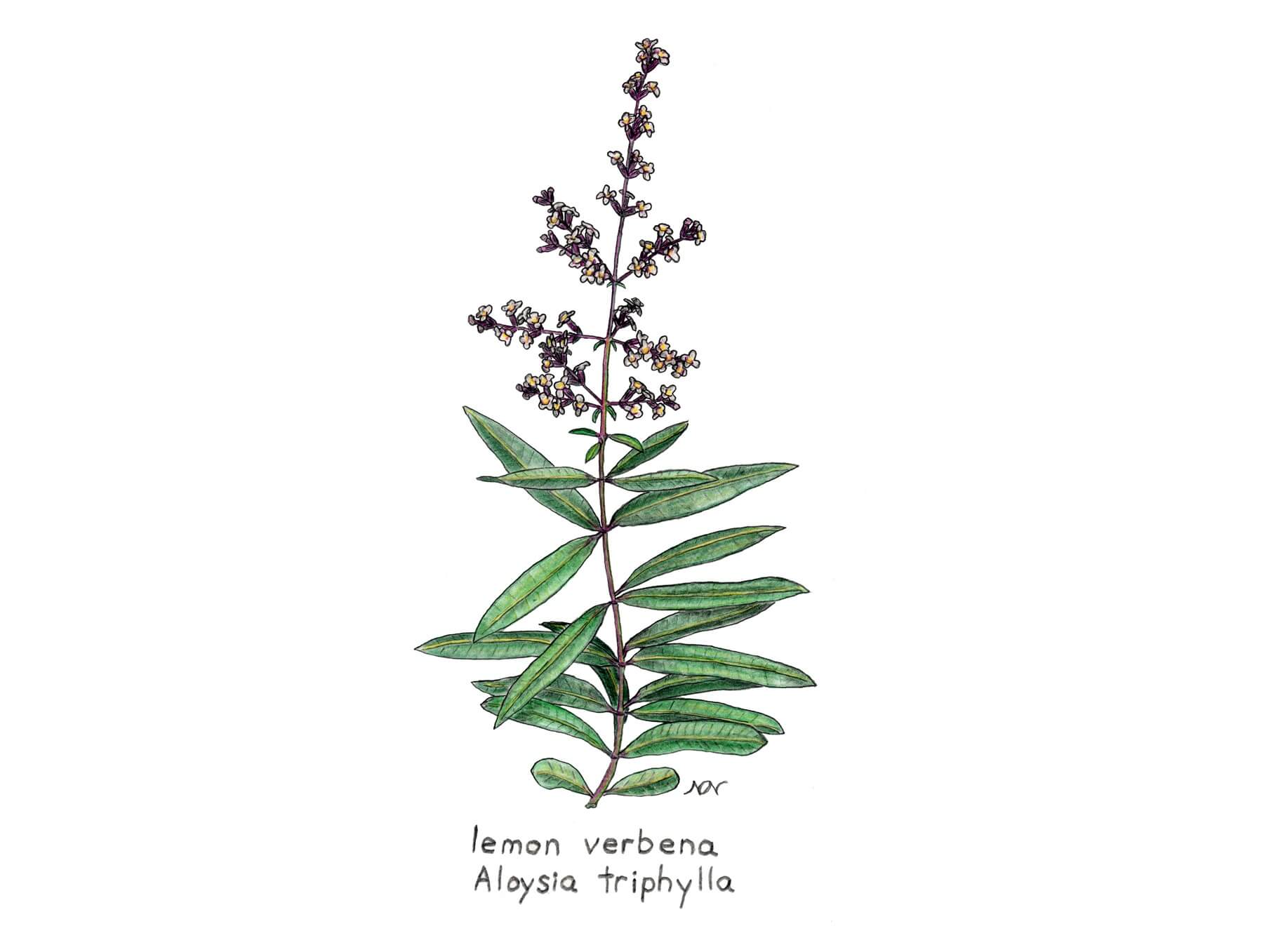 Verbena odorosa (Erba Luigia o Lippia citriodora) proprietà, benefici, a  cosa serve