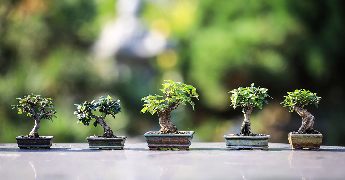 Piante bonsai, forme diverse