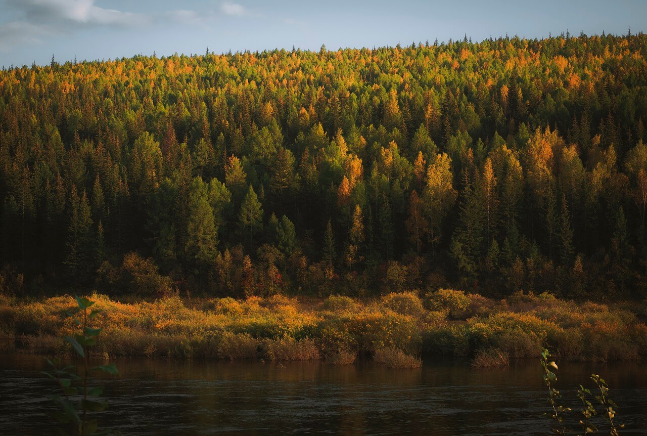 alberi foresta boreale