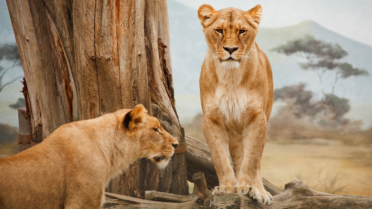 giornata internazionale diritti animali, leoni