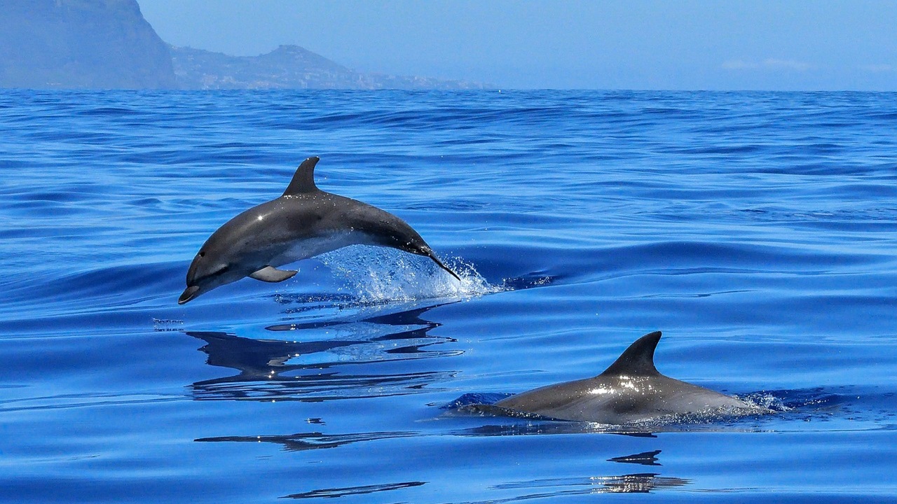 protéger la vie sous l'eau dauphins