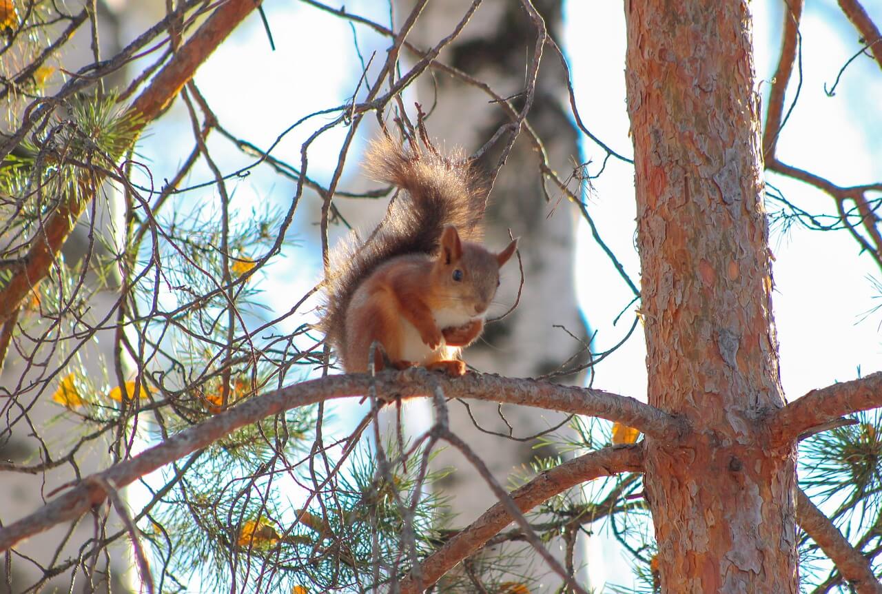 Écureuil de Sibérie
