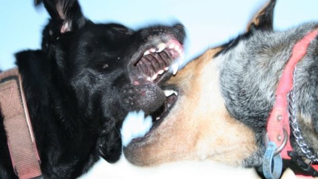 Le App I Combattimenti Tra Cani E Il Buonsenso Petsblog