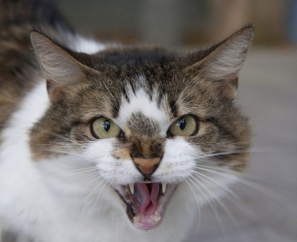 Cosa Fare Se Il Gatto Aggressivo Petsblog