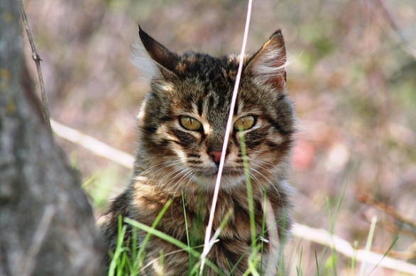 Un Gatto Randagio Si Abitua In Casa
