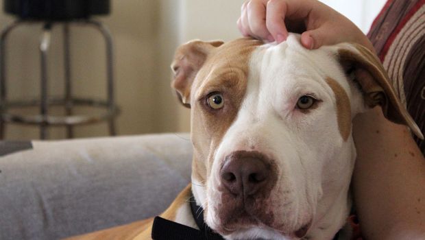 Come Addestrare Un Pitbull A Non Mordere