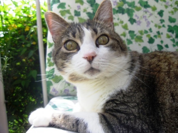 Identipet: di che razza è il gatto Lillo? - Petsblog