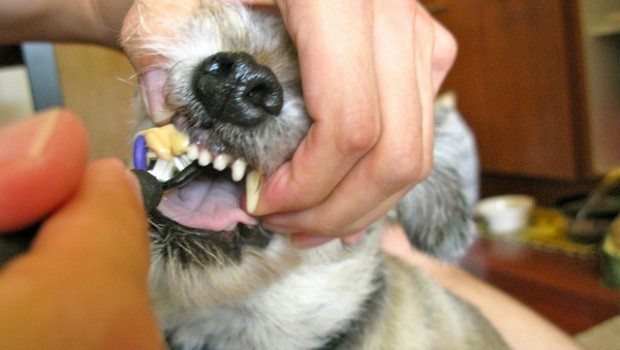 Scaler Dentale Kit Pulizia Dentistica Raschietto Dentista Strumento Di Calcolo Togli Tartaro Cani