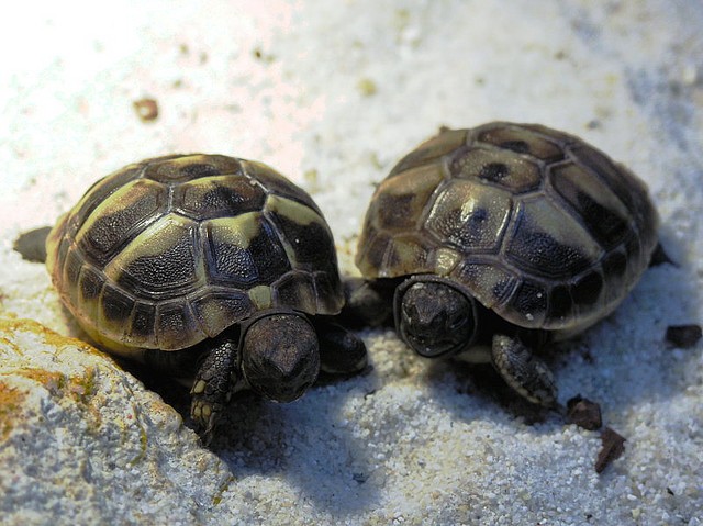 Tartarughe di terra neonate: cura e alimentazione - Petsblog